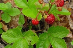 Fragaria-vesca-Wild-Strawberry