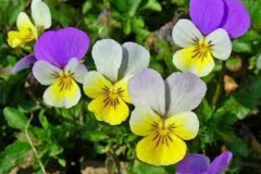 Heartsease-Pansy-2