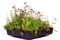 M-Tray-green-roof-wildflower-2