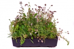 M-Tray-wildflower-tray-4