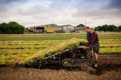M-Tray_Farm_Sedum-Harvesting-38