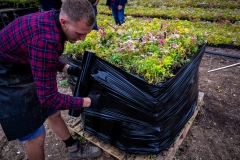 M-Tray_Farm_Sedum-Harvesting-57