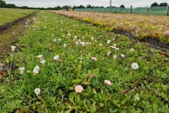 M-tray-wildflower-campion-3