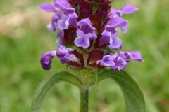 Prunella-vulgaris-Selfheal