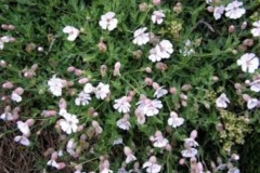 Silene-Uniflora-Sea-Campion