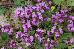 Thymus-polytrichus-Thyme