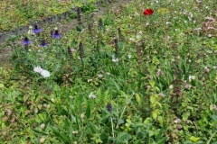 Wallbarn-M-Tray-wildflower-green-roof