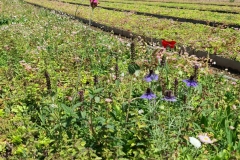 Wallbarn-wildflower
