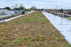 Wildflower-M-Tray-Geotextile-in-final-location-on-roof-of-Turing-House-Pic-1