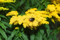 bee-and-yellow-flower