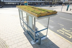 bee-stops-Southamptons-1