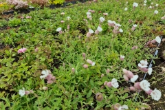 biodiverse-wildflower-green-roof