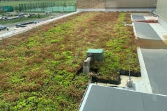 wildflower-M-Tray-green-roof-5