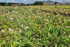 wildflower-green-roof-campion