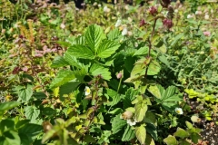 wildflower-green-roof-strawberry