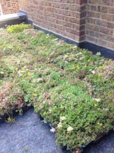 The M Tray Modular Green Roof