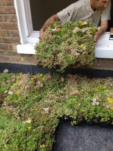 Modular Green Roof Trays
