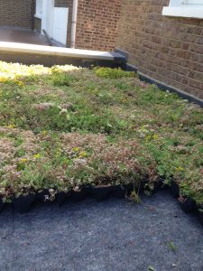 Green Roof Details