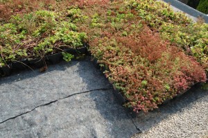 Green Sedum Roof