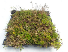 How To Maintain a Green Roof