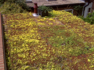 Extensive Green Roof