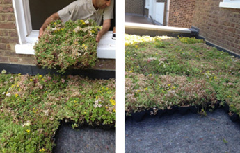 Green Roof