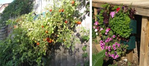 Green Living Wall Systems