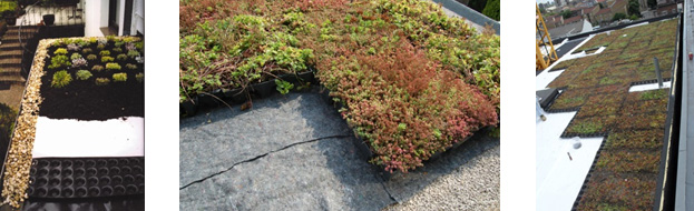 Green Roof London