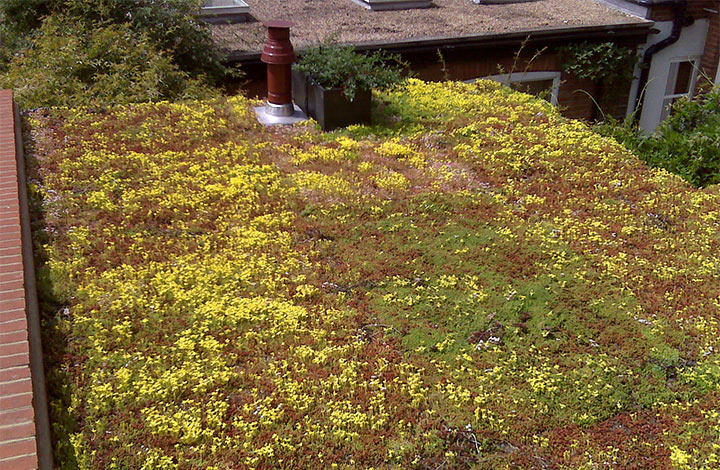 How Do Green Roofs Contribute Towards Biodiversity?