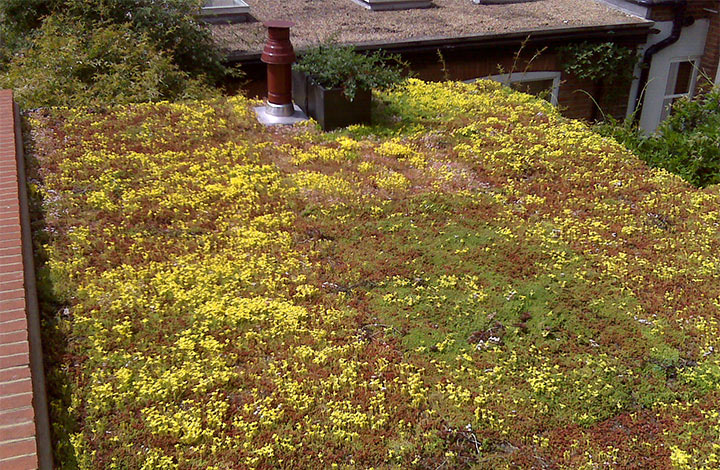 View of green roof installed at Kew Green