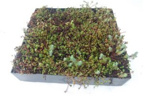 What Are The Benefits of Installing a Modular Green Roof?