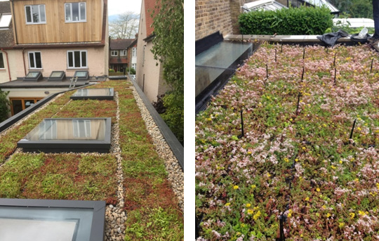 Green Roofs Shropshire