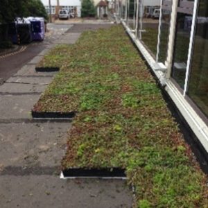 Sedum Green Roof