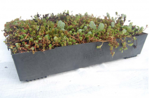 Green Roof Planning
