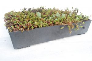 Green Roofing Installation