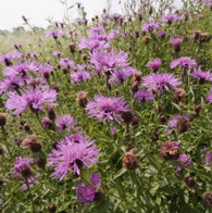 Wildflower Green Roof