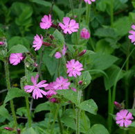 Wildflower Green Roof