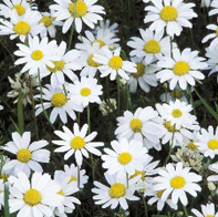 Wildflower Green Roof