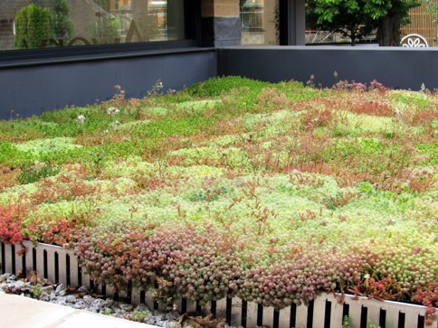 Green Roofs Devon