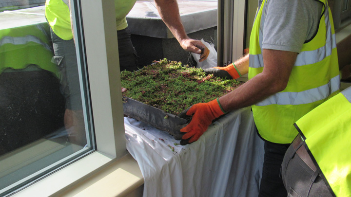 Green Roof Installation