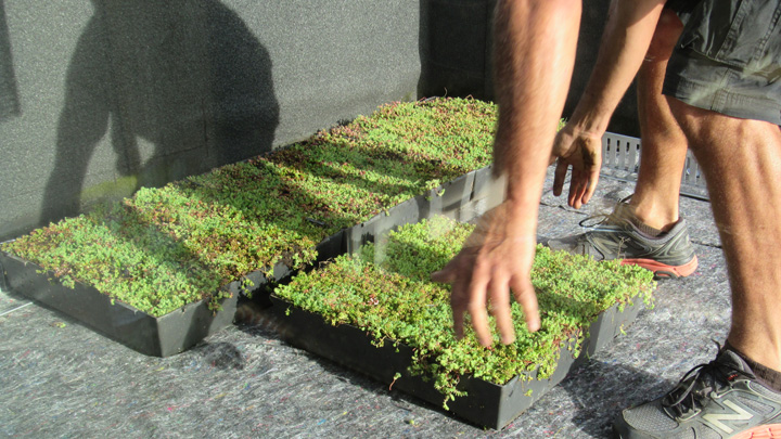 Green Roof Installation