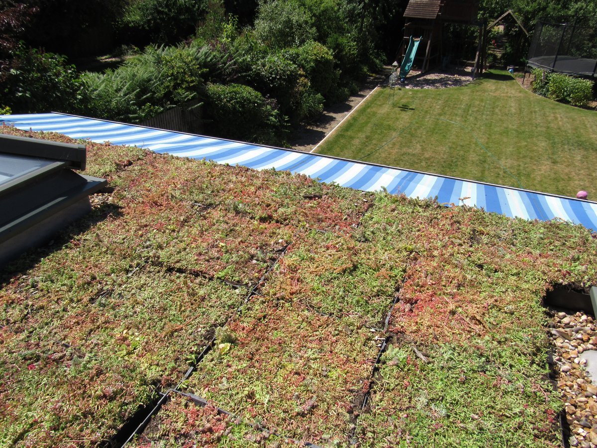 An image of a completed M-Tray green roof installation in Sydenham