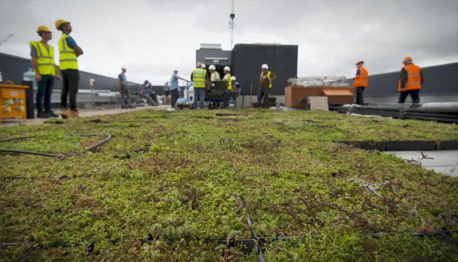 A close-up of completed M-Tray green roof installation in Hammersmith