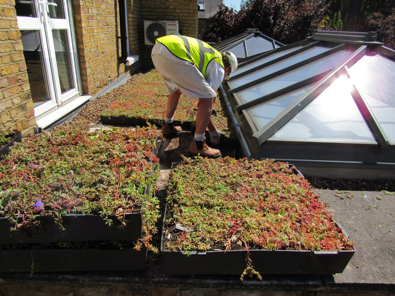 It's Time For a Little Green Roof Maintenance - Wallbarn