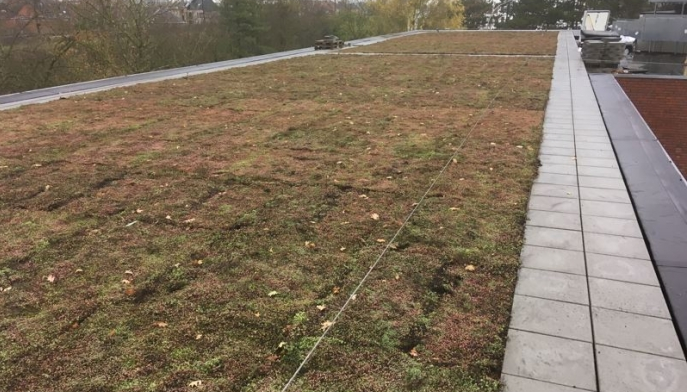 Amsterdam’s ‘Smart’ Blue-Green Roofs Reduce Urban Flooding