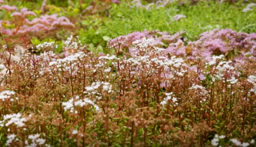 Green Roofing Benefits