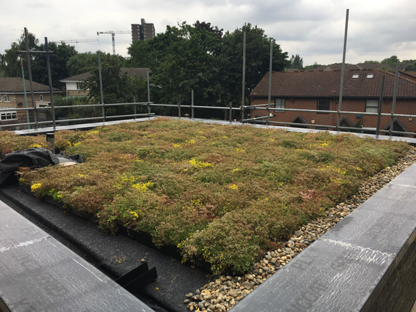 Lush, flowering M-Tray green roof modules