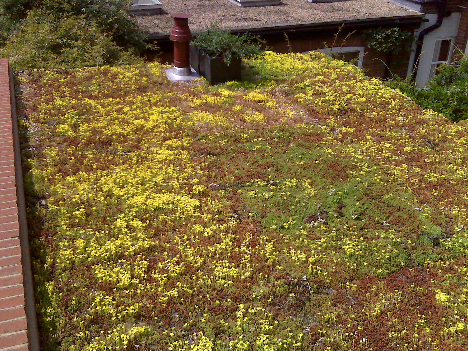 What Are The Benefits Of A Roll-Out Green Roof?