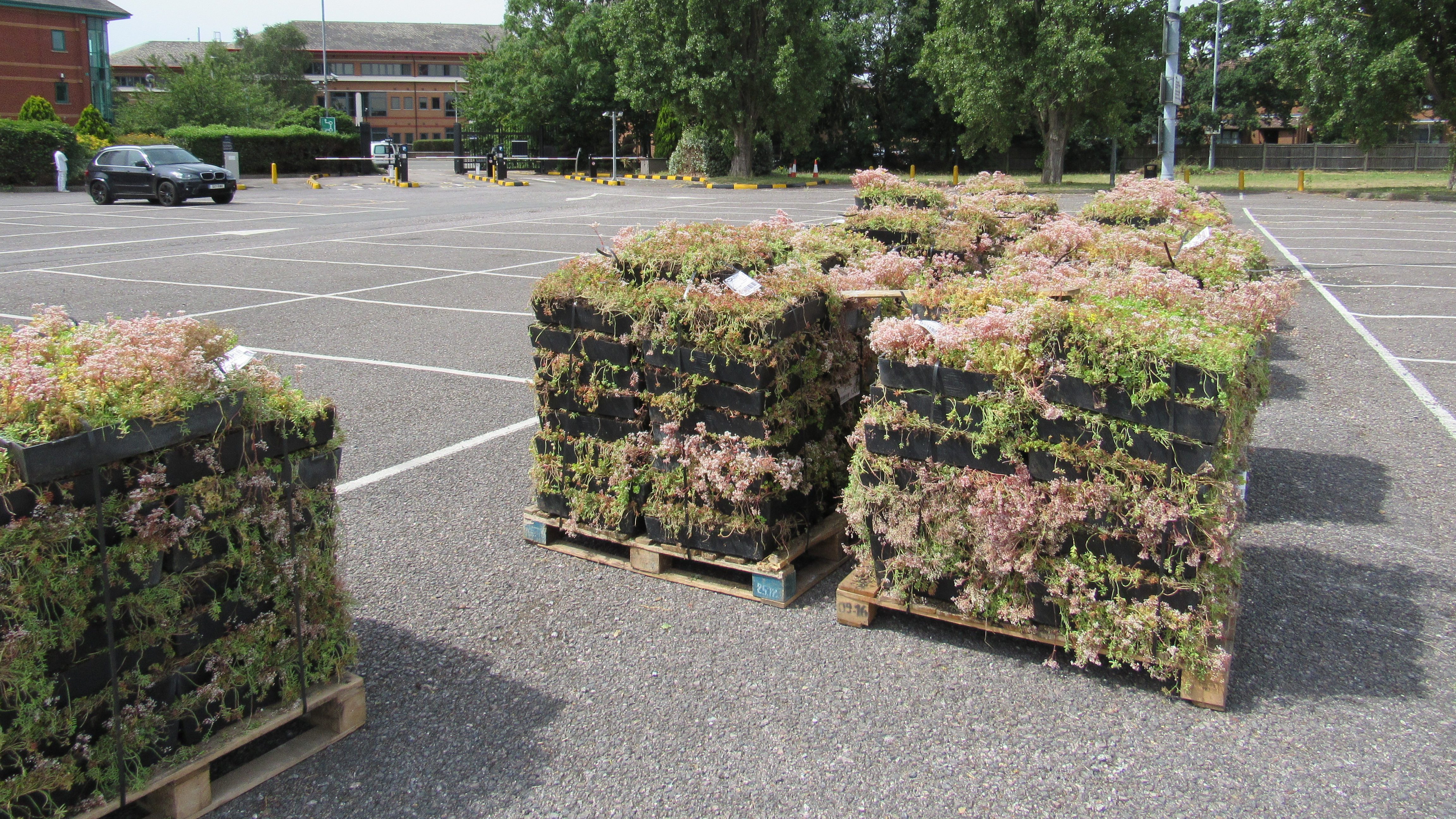 Sedum green roofs packed on pallets for transport