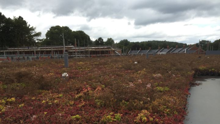 Can Green Roofs Help The California Wine Industry?